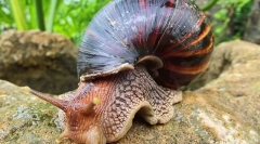 Скільки коштує равлик, яка ціна, де ціна залежить